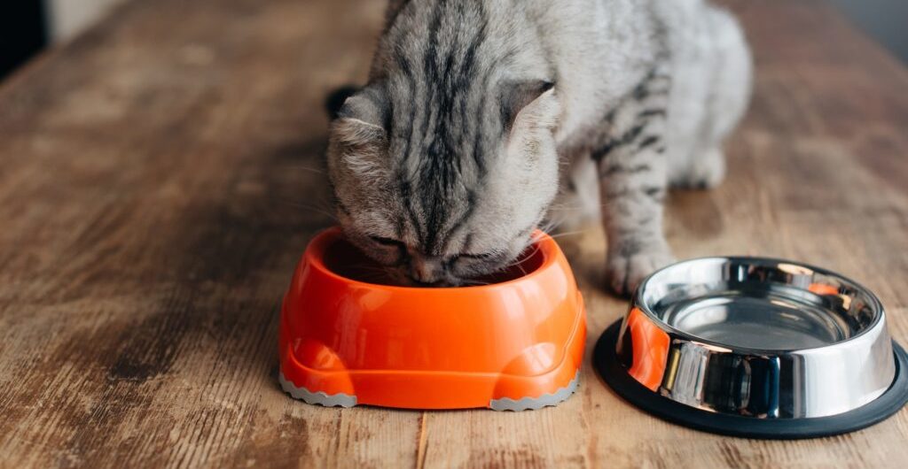 Quel est l'ingrédient le plus important dans les aliments pour chats ?