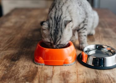 Quel est l'ingrédient le plus important dans les aliments pour chats ?